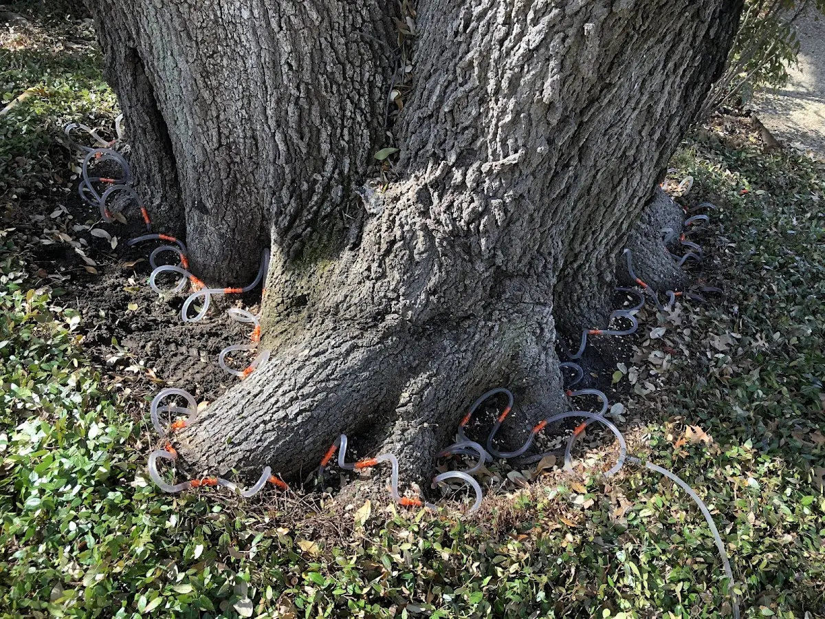 Detailed Tree Cabling and Bracing job site in Warriors Mark