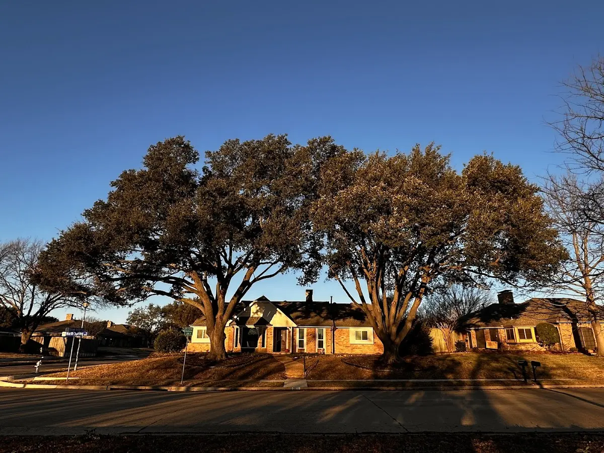 Established residential canopy tree shading a home in Warriors Mark